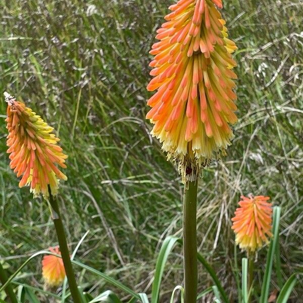 Kniphofia uvaria Bloem