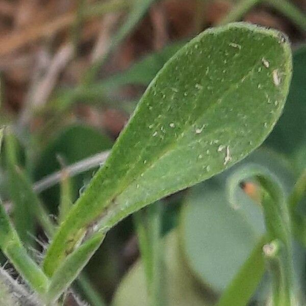 Silene nocturna Folla