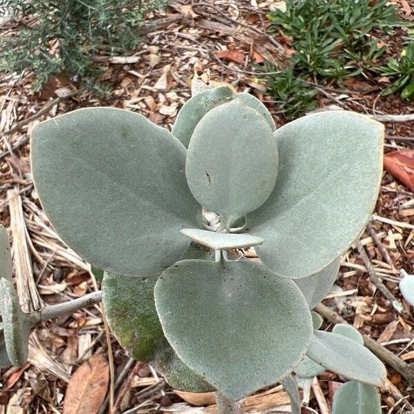 Kalanchoe hildebrandtii Лист