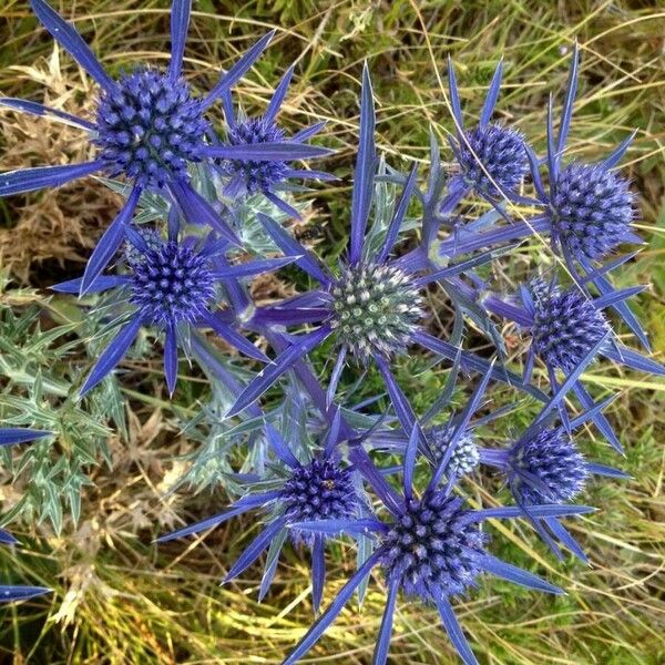 Eryngium bourgatii 花