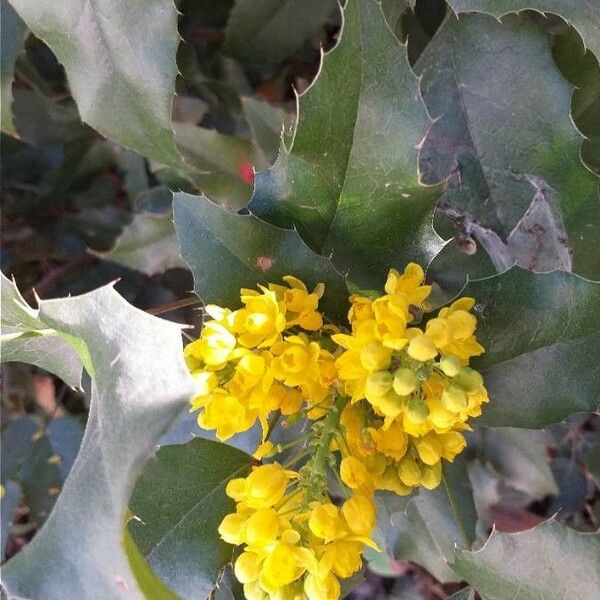 Berberis aquifolium Flor