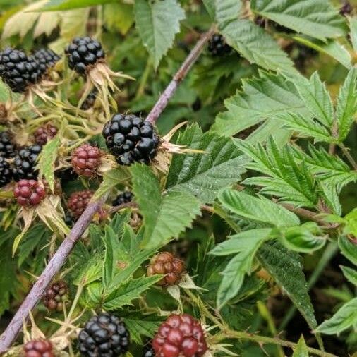 Rubus nemoralis Fruit