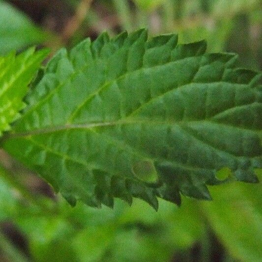 Stachytarpheta urticifolia Folha