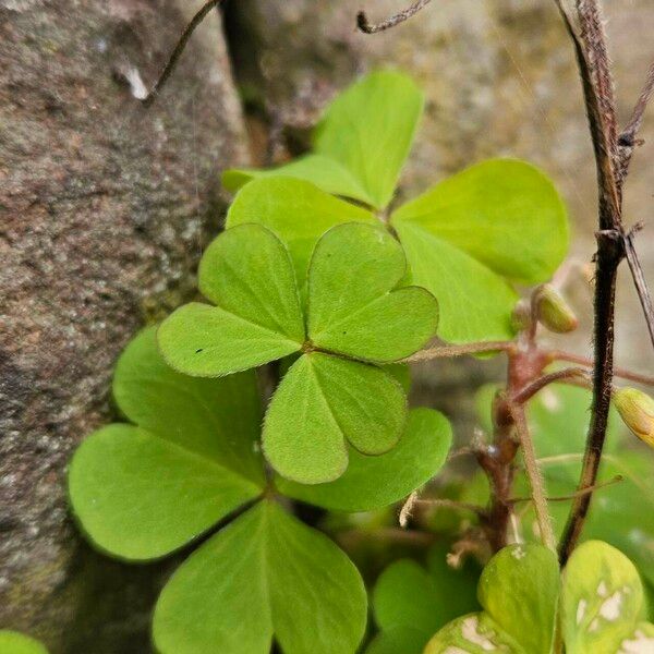 Oxalis stricta Leaf