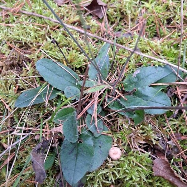 Hieracium murorum Blad