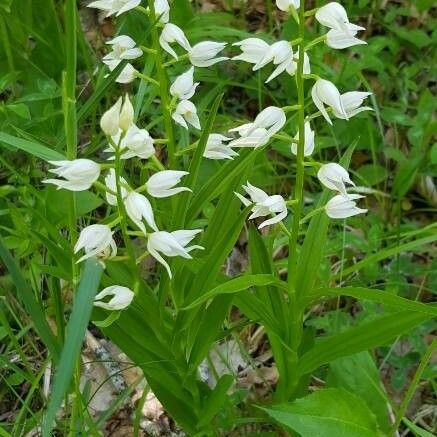 Cephalanthera longifolia Floare