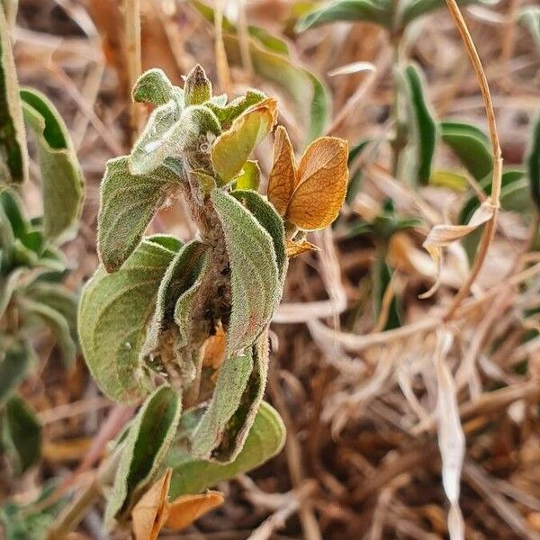 Dicliptera napierae Hedelmä