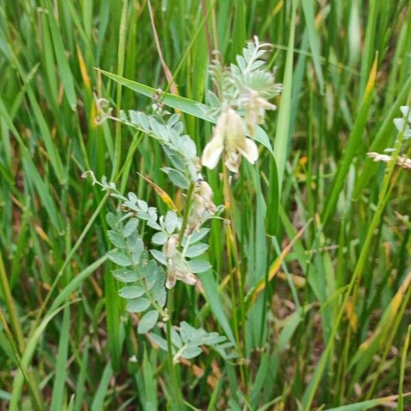 Vicia pannonica Flower