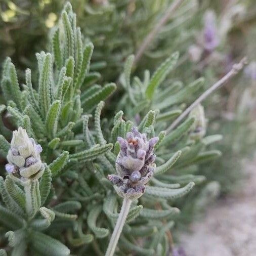 Lavandula dentata Blüte