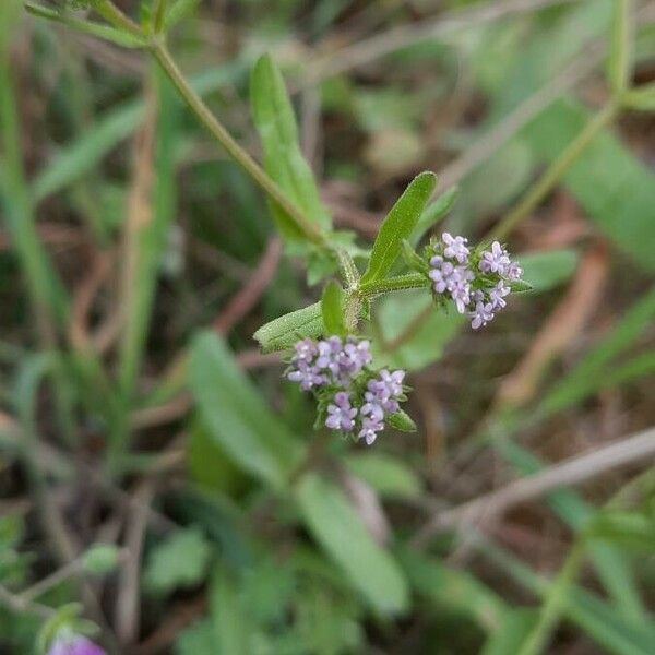 Valeriana eriocarpa Flower