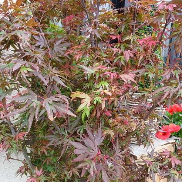 Acer palmatum Habit