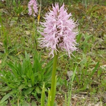 Orchis italica Flor