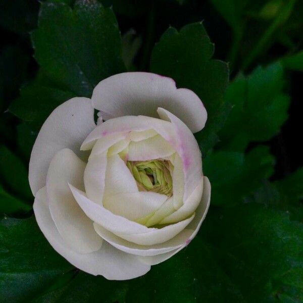 Ranunculus asiaticus Flower