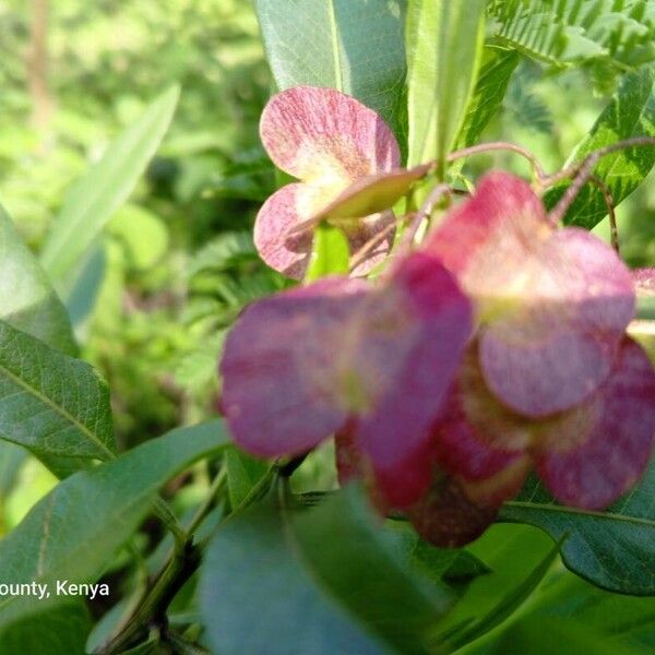 Dodonaea viscosa Кветка