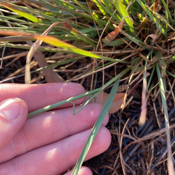 Eragrostis elongata 葉