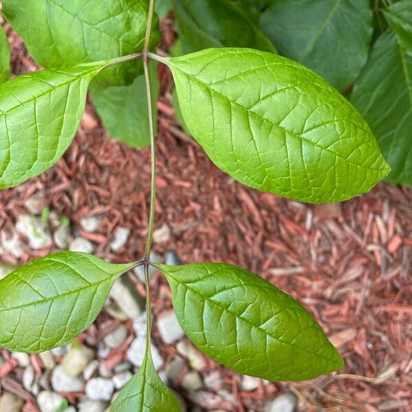 Fraxinus americana 叶