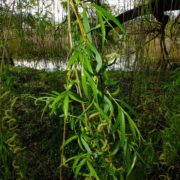 Salix alba ᱥᱟᱠᱟᱢ