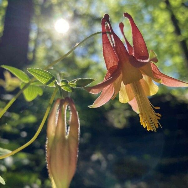 Aquilegia canadensis Flower