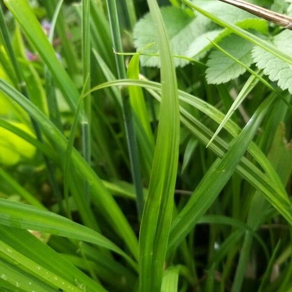 Carex sylvatica Blatt
