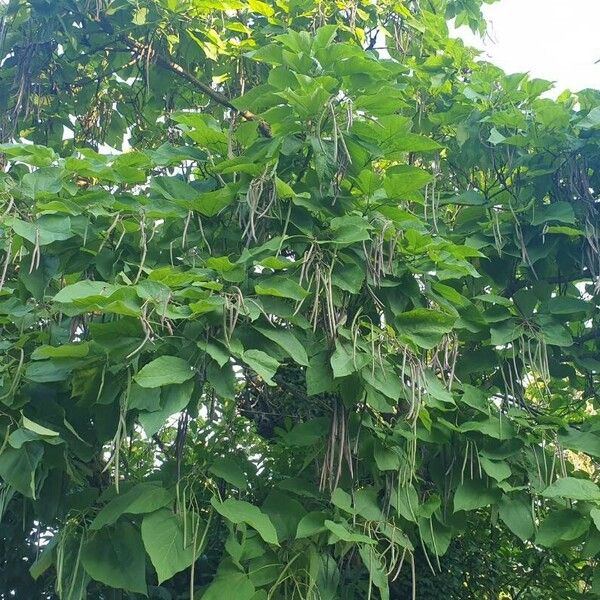 Catalpa speciosa Habitus