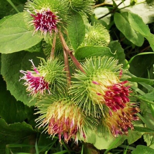 Arctium lappa Fruit