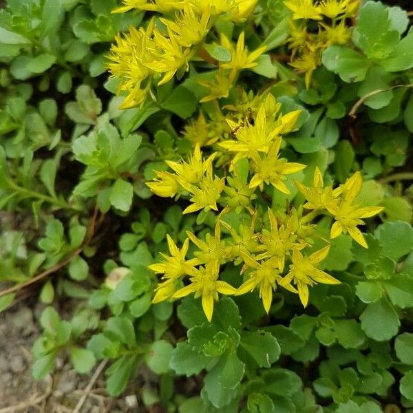 Sedum sarmentosum Flower