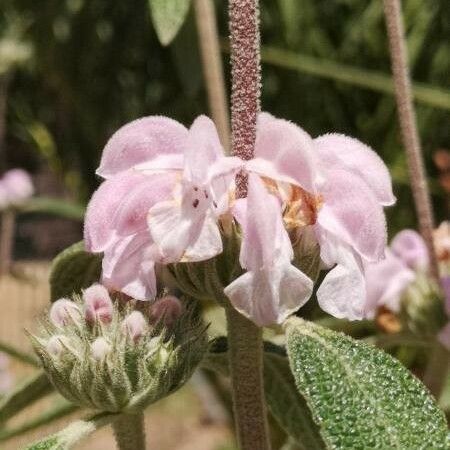 Phlomis purpurea Flor