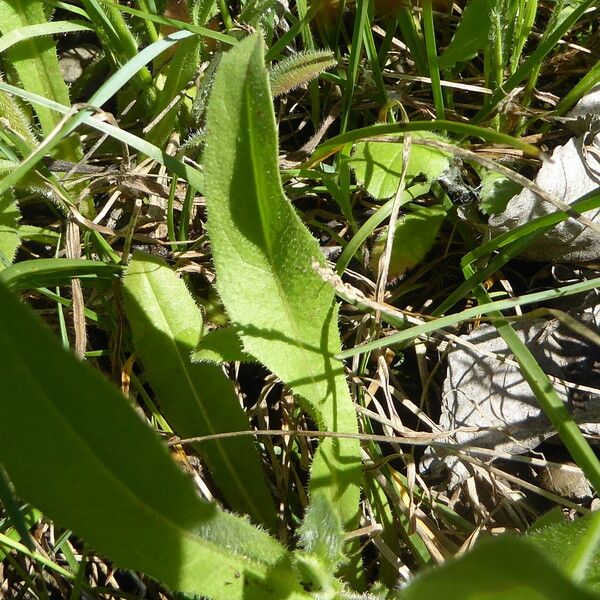 Hedypnois rhagadioloides Leaf