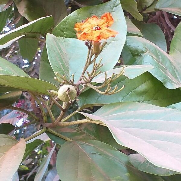 Cordia sebestena Flower