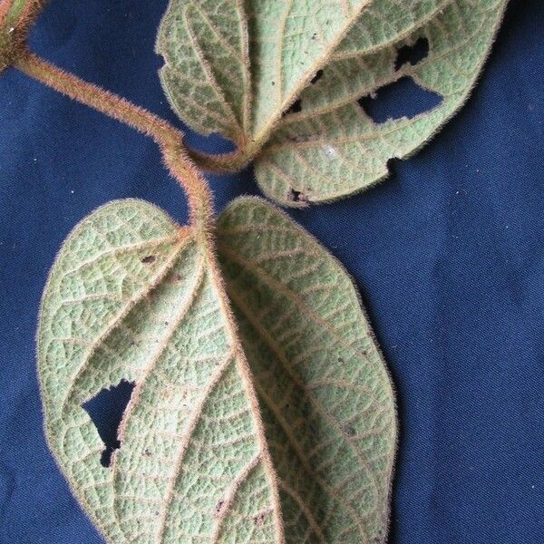 Amphilophium pannosum Blatt