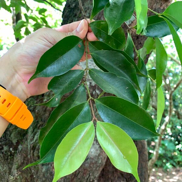 Syzygium acuminatissimum পাতা