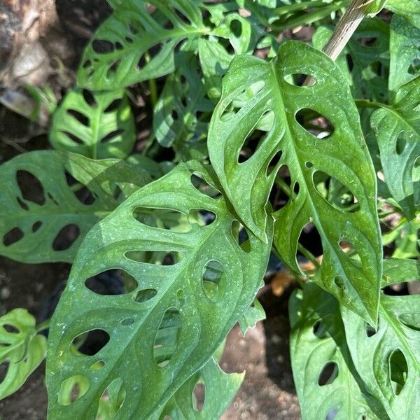 Monstera obliqua Ліст