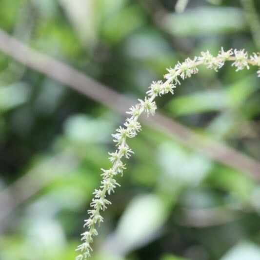 Boehmeria japonica Flower