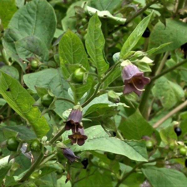 Atropa bella-donna Flower