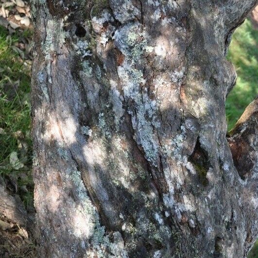 Monimia rotundifolia Bark