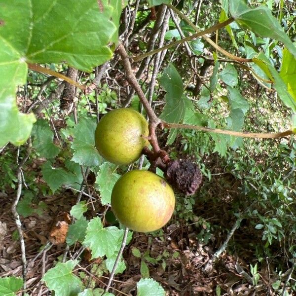 Vitis rotundifolia ফল