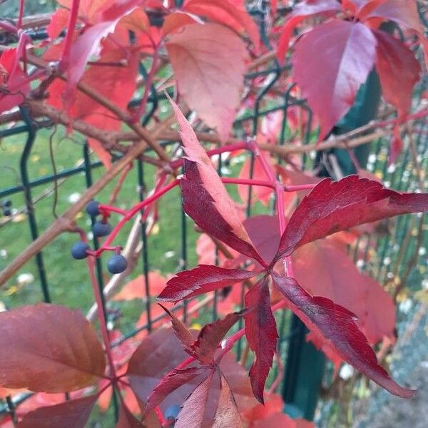 Parthenocissus quinquefolia Blatt