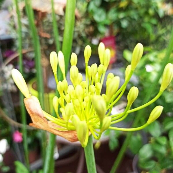 Allium flavum Кветка