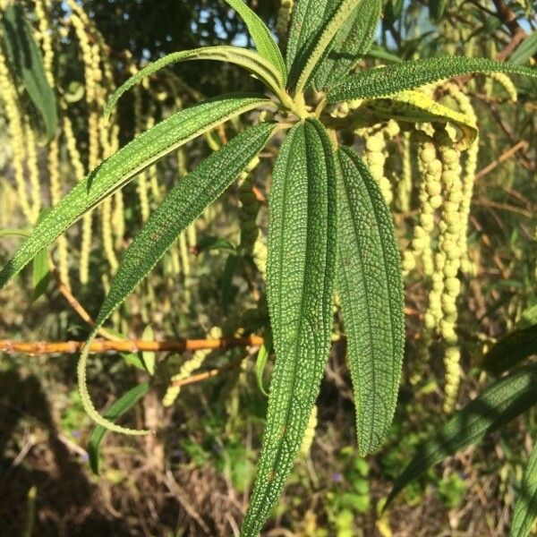 Boehmeria penduliflora Foglia