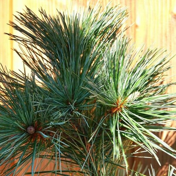 Pinus cembra Folla