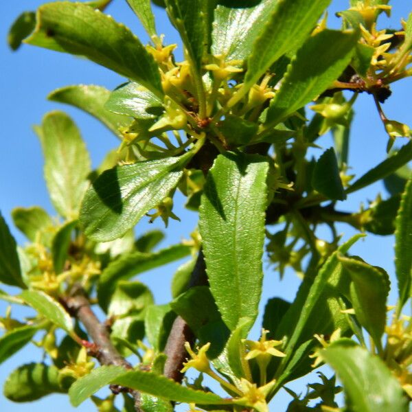 Rhamnus saxatilis Лист