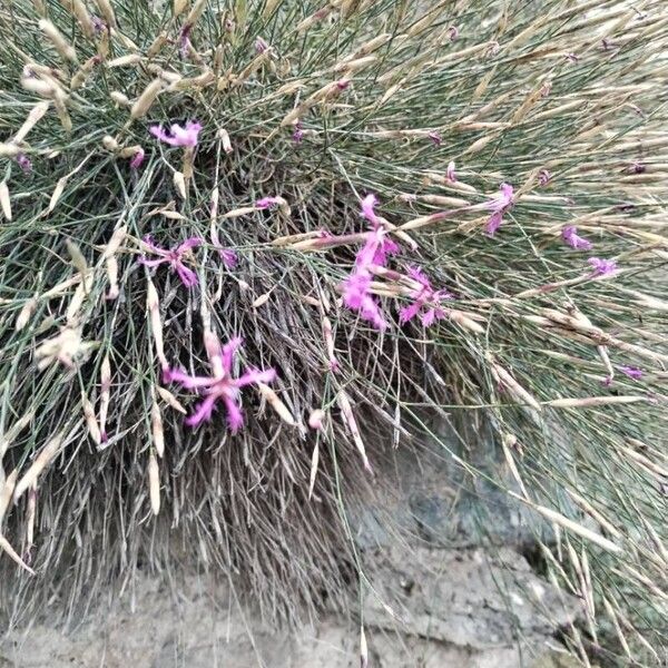 Dianthus orientalis Flor