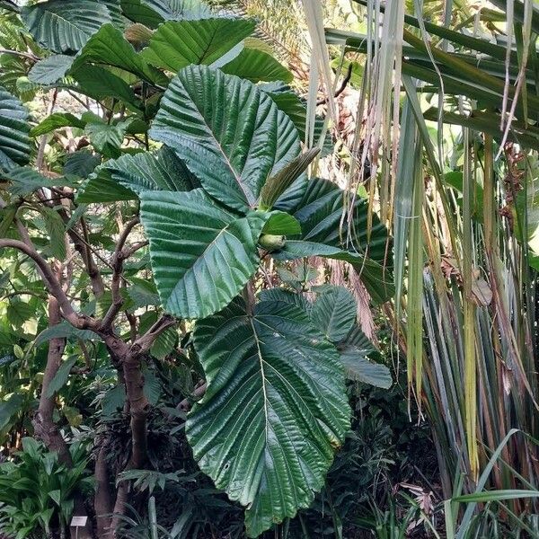 Ficus dammaropsis Leaf