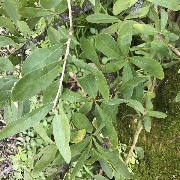 Acanthosyris spinescens Leaf