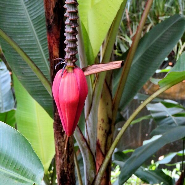 Musa ornata फूल