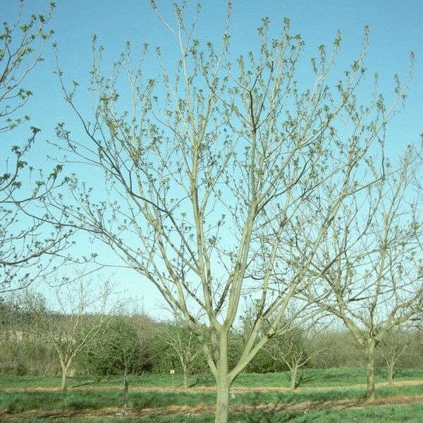 Juglans mandshurica Plante entière