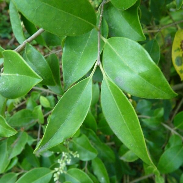 Ligustrum robustum 葉