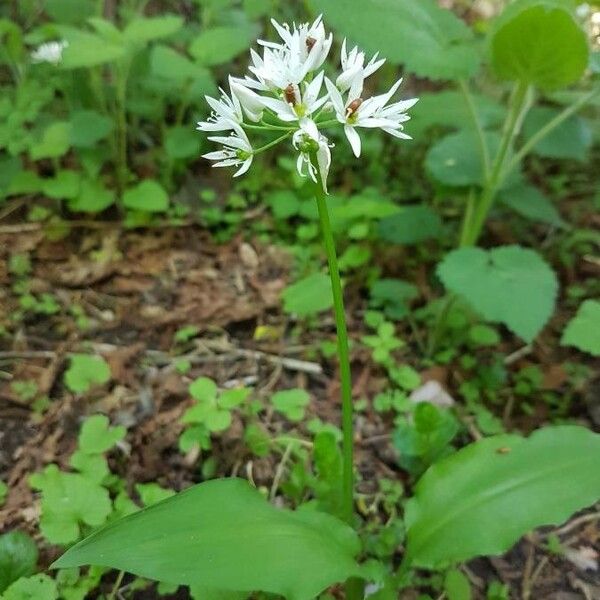 Allium ursinum പുഷ്പം