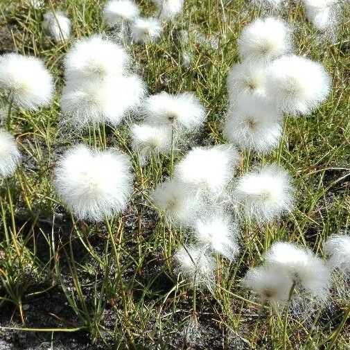 Eriophorum scheuchzeri Λουλούδι