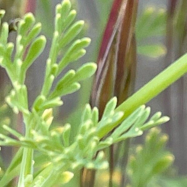 Eschscholzia californica Leaf